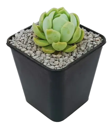 Echeveria elegans