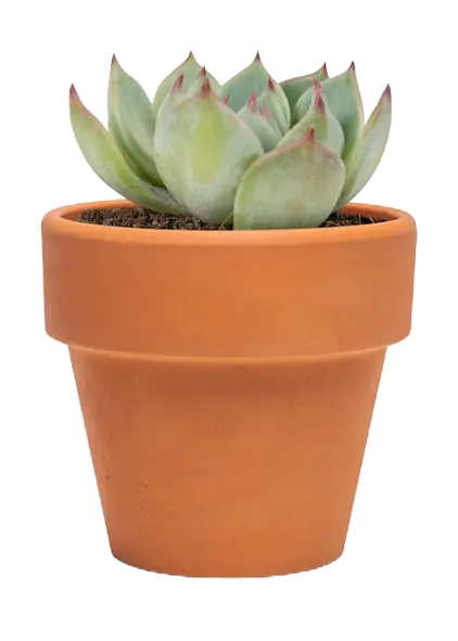 Marmolito de Oaxaca